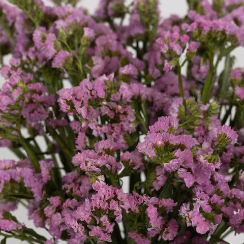 Tissue Culture Statice Medium Pink Flower Close Up - Image