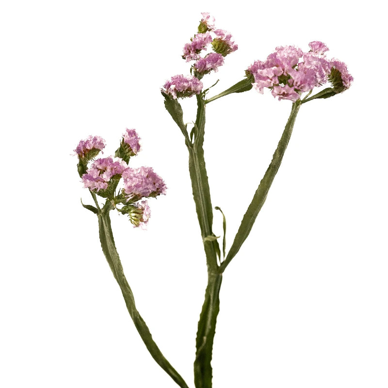 Tissue Culture Statice Medium Pink Flower Stem - Image