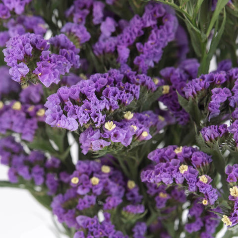 Tissue Culture Statice Purple Flower Close Up - Image