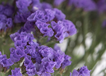 Tissue Culture Statice Purplish Blue Flower Close Up - Image
