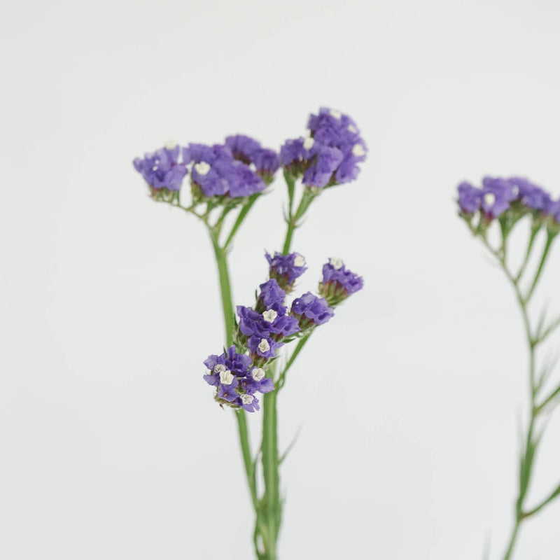 Tissue Culture Statice Purplish Blue Flower Stem - Image