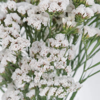 Tissue Culture Statice White Flower Close Up - Image