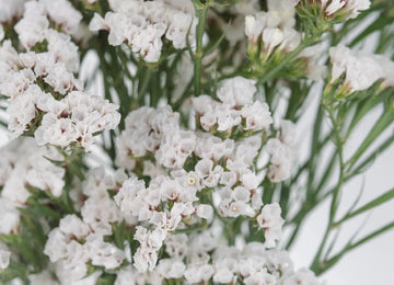 Tissue Culture Statice White Flower Close Up - Image