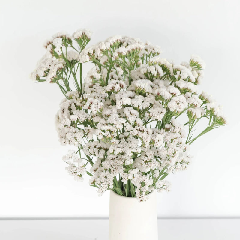 Tissue Culture Statice White Flower Vase - Image