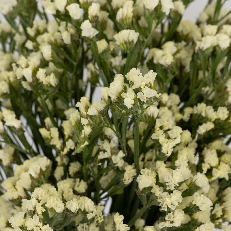 Tissue Culture Statice Yellow Flower Stem - Image