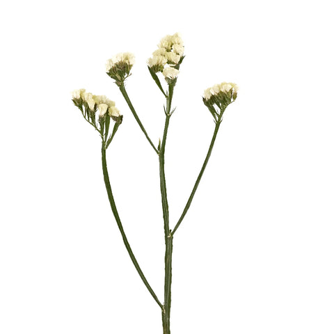 Tissue Culture Statice Yellow Flower Vase - Image