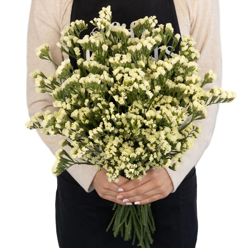 Tissue Culture Statice Yellow Flower - Image