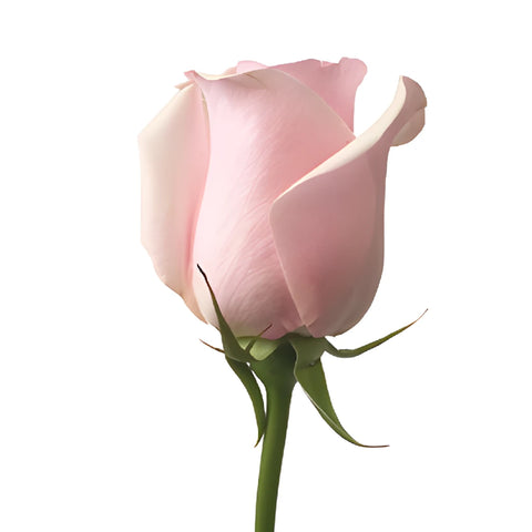 Titanic Light Pink Rose Side Stem View