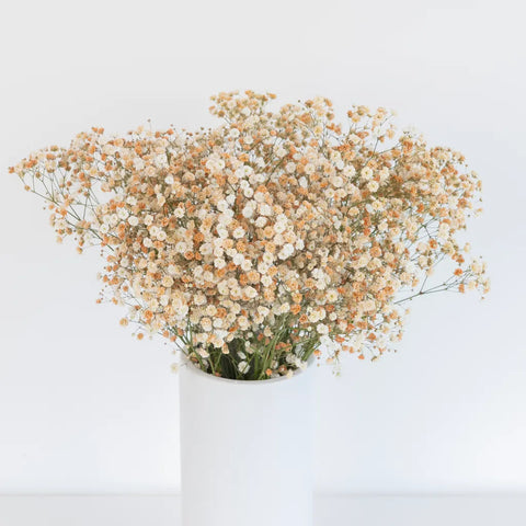 Toffee Airbrushed Babys Breath Flower Apron - Image