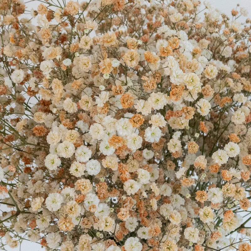 Toffee Airbrushed Babys Breath Flower Close Up - Image