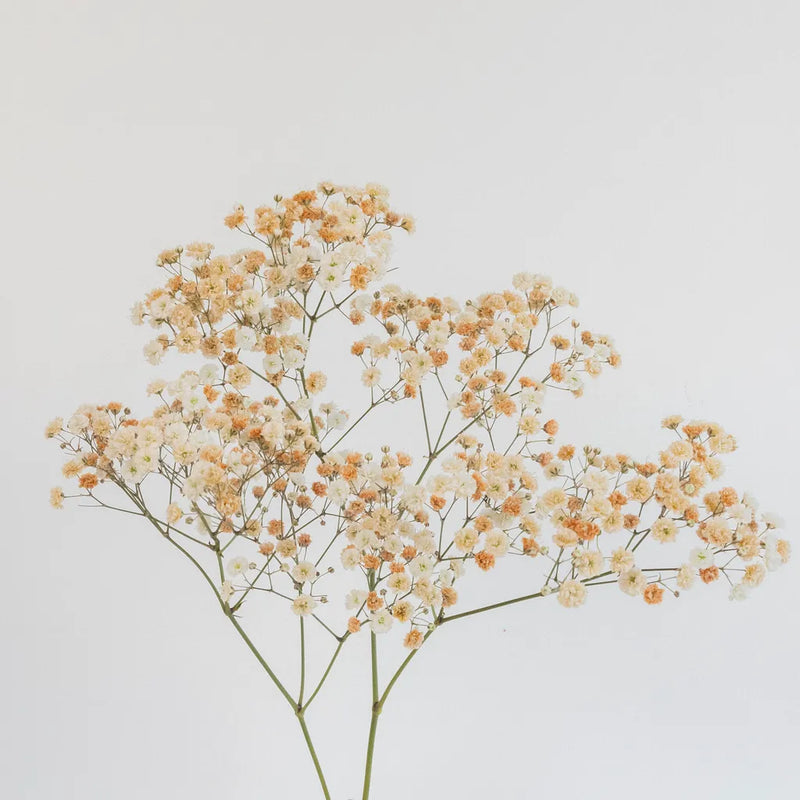Toffee Airbrushed Babys Breath Flower Stem - Image