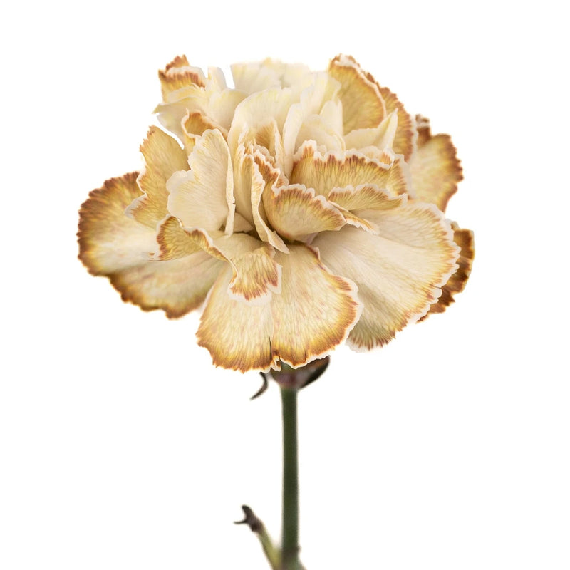 Toffee Beige Carnation Flower Stem - Image