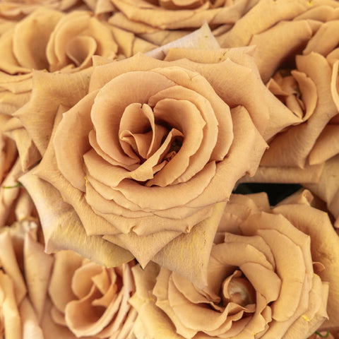 Toffee Rose Close Up - Image