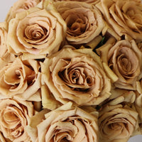 Toffee Rose Close Up - Image