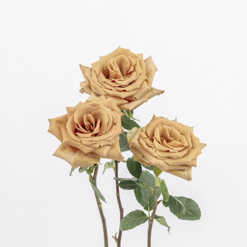 Toffee Rose Stem - Image