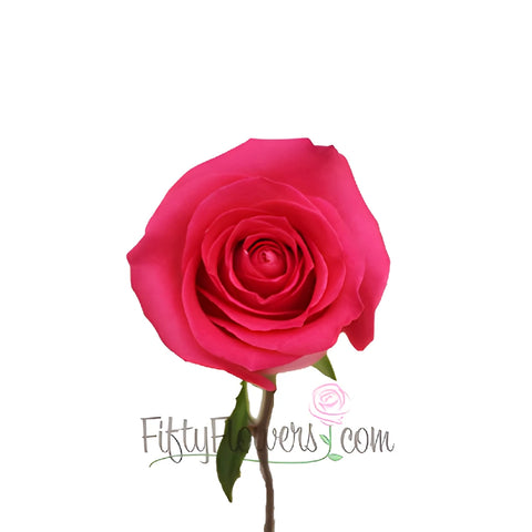 Topaz Hot Pink Rose
