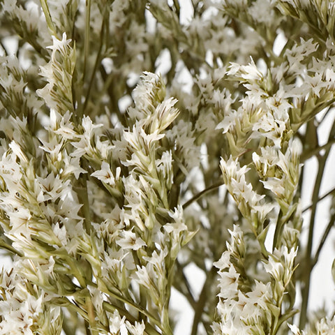 Dried German Statice