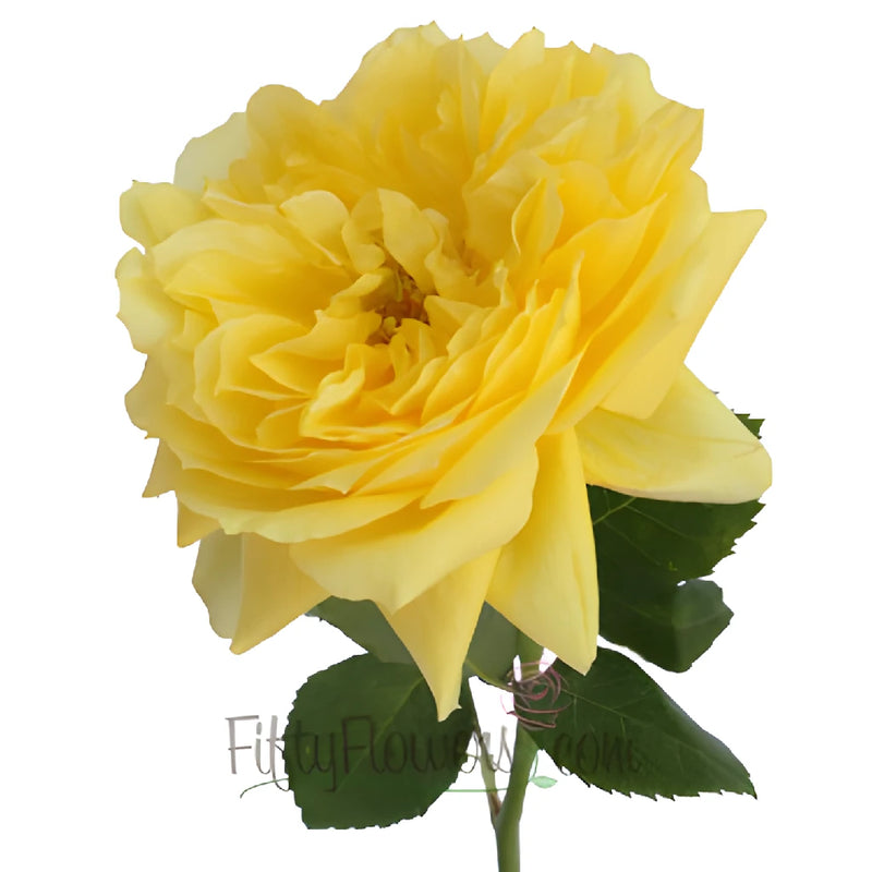 Yellow Garden Rose Side Stem View