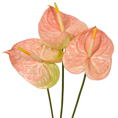 Anthurium Peachcicle Tropical Flower
