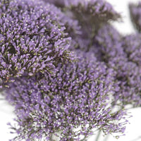 Trachelium Purple Flower Close Up - Image