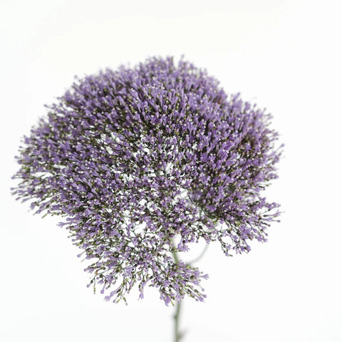 Trachelium Purple Flower Stem - Image