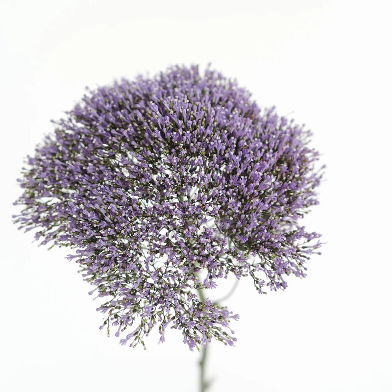 Dried Lavender Stems  Lavender Dried In Stem Bunches – Willow Top