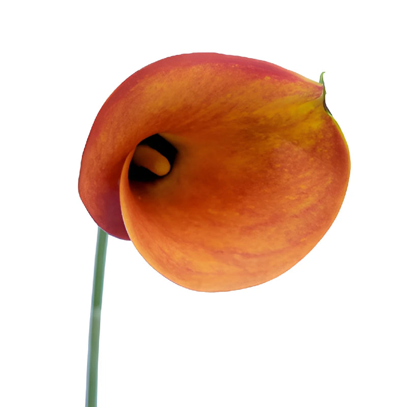 Blood Orange Mini Calla Lily Flowers