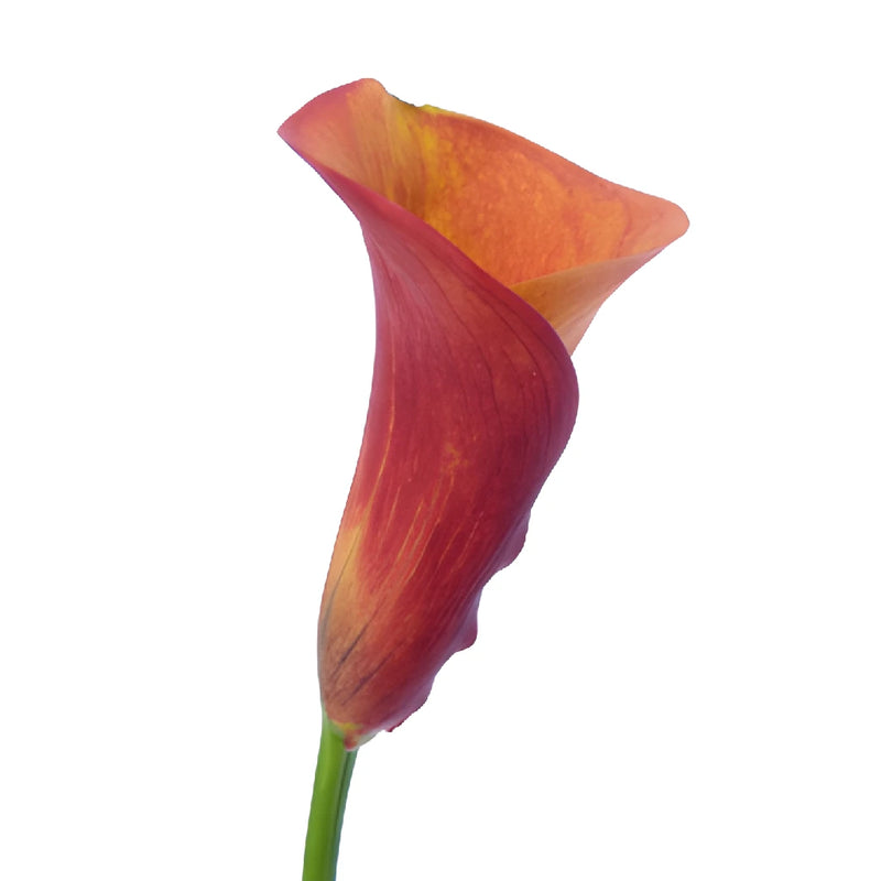 Blood Orange Mini Calla Lily Flowers