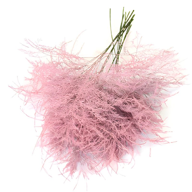 Bulk greenery pink tree fern filler flowers for sale near me as delivery