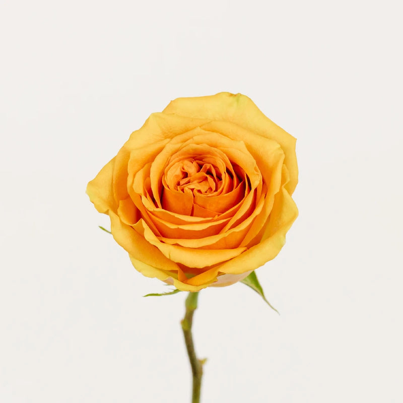 Tropic Versilla Roses Stem - Image