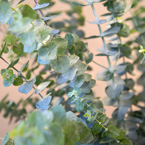 True Blue Eucalyptus Greenery Up Close