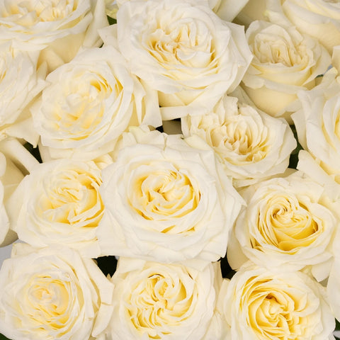 True White Garden Roses Close Up - Image