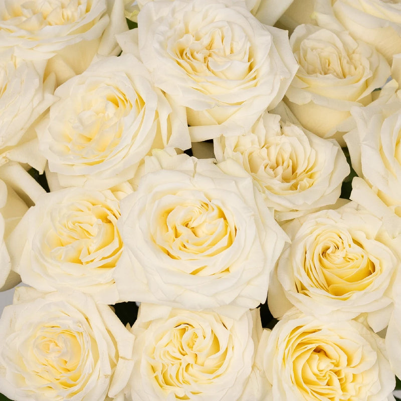 True White Garden Roses Close Up - Image