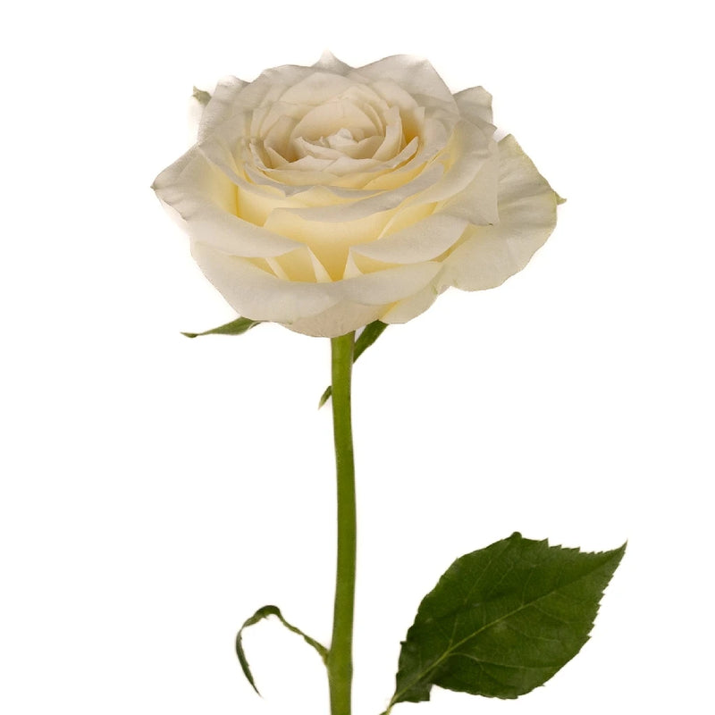 True White Garden Roses Stem - Image