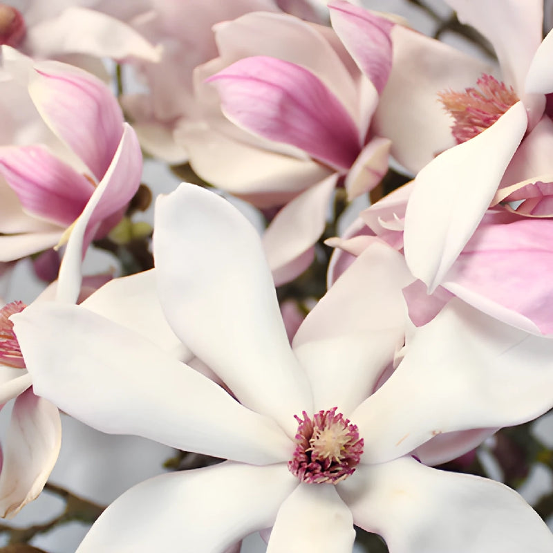 Wedding Tulip Magnolia Branches