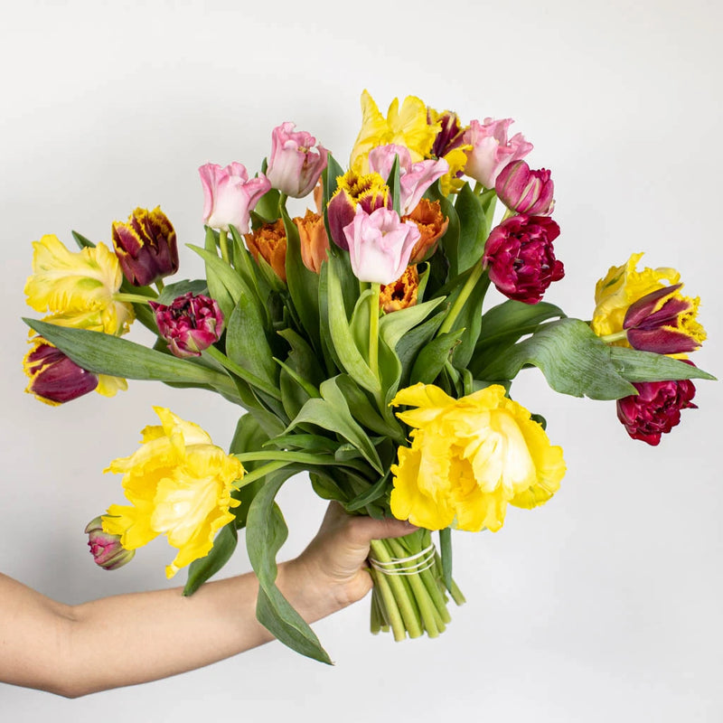 White Tulip Bouquet Flower in Hand