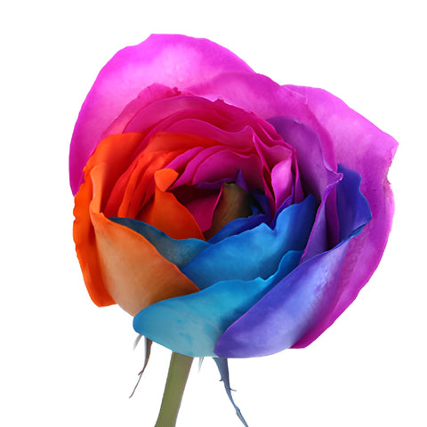 Groovy Rainbow Tinted Roses