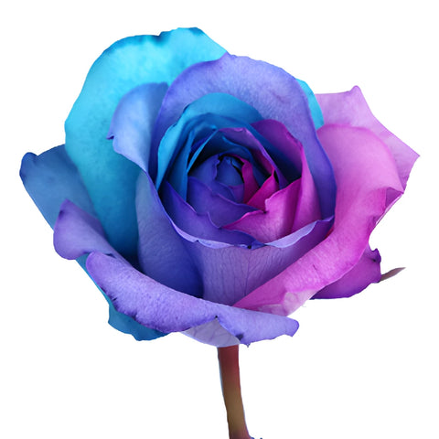 Turquoise, Pink and Purple Tinted Rainbow Roses