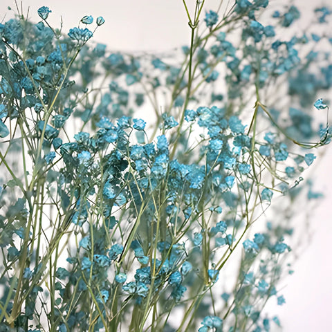 Teal Dried Baby's Breath Flower