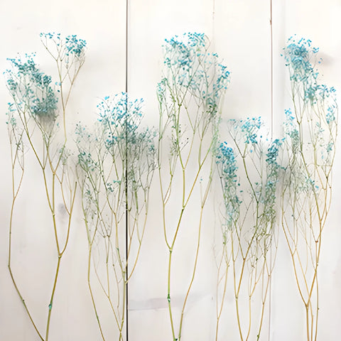 Teal Dried Baby's Breath Flower
