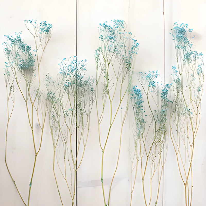 Teal Dried Baby's Breath Flower
