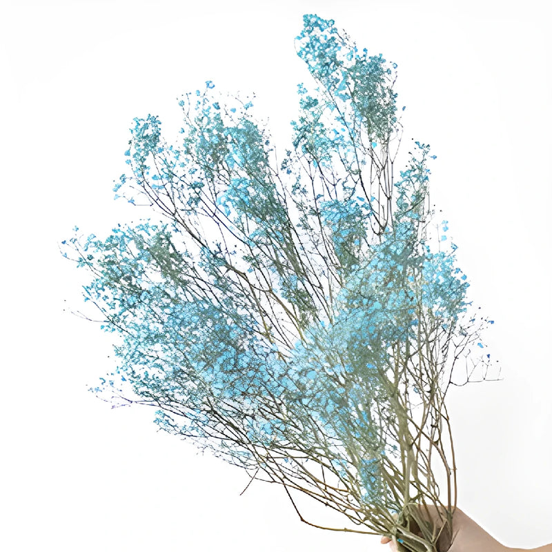 Teal Dried Baby's Breath Flower