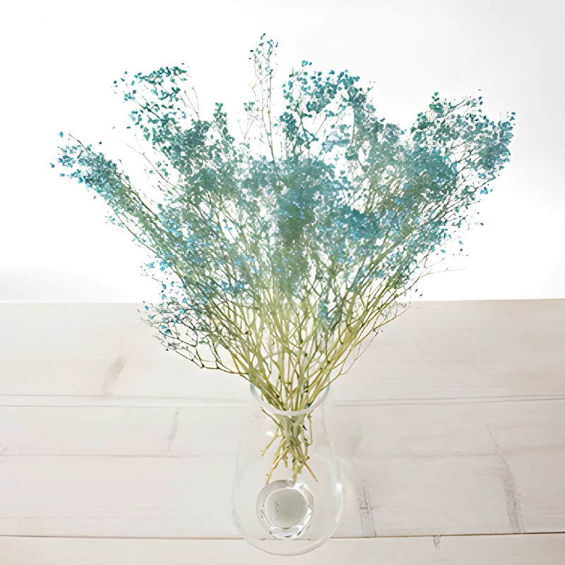 Teal Dried Baby's Breath Flower