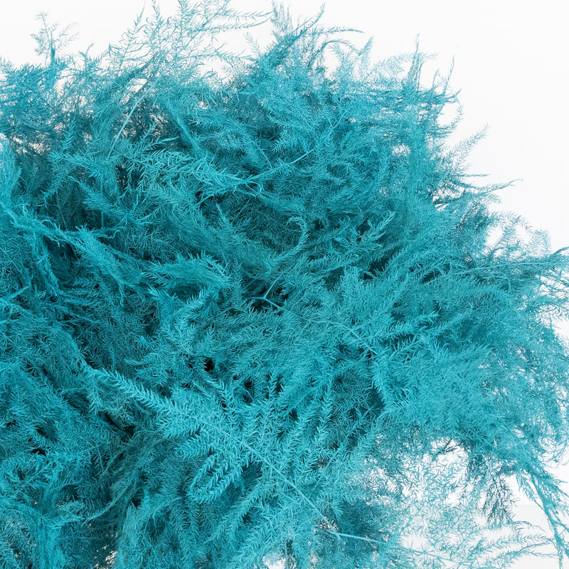 Turquoise Enhanced Plumosa Fern Greenery Close Up - Image