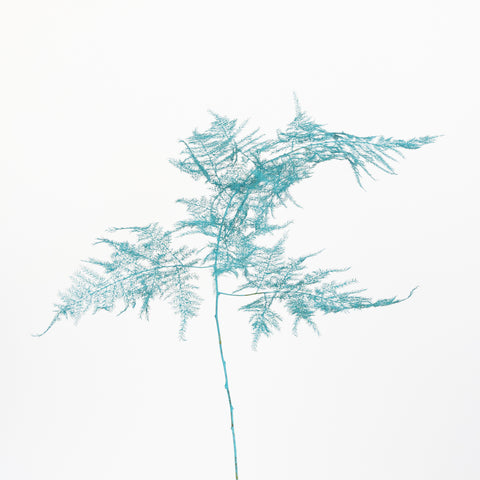 Turquoise Enhanced Plumosa Fern Greenery Stem - Image