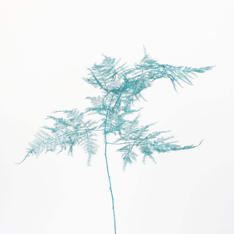 Turquoise Enhanced Plumosa Fern Greenery Stem - Image
