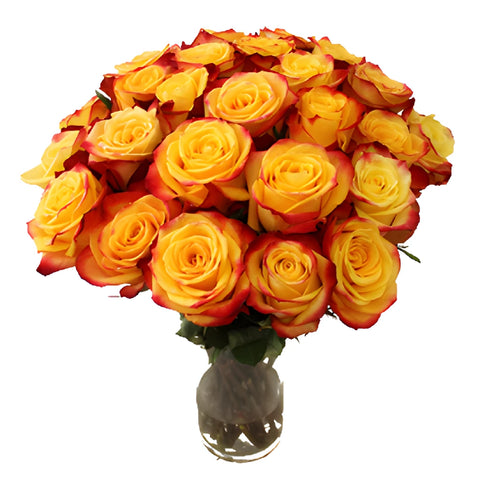 Tutti Frutti Fresh Cut Rose