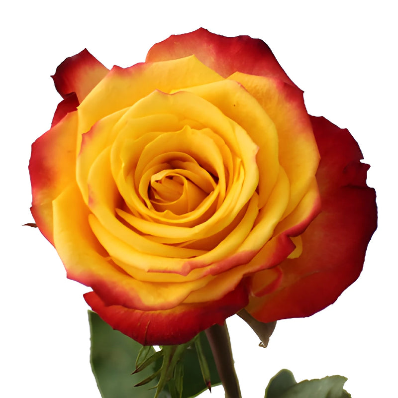 Tutti Frutti Fresh Cut Rose