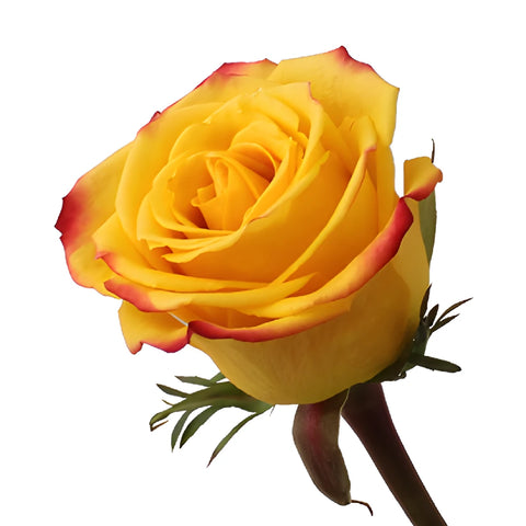 Tutti Frutti Fresh Cut Rose