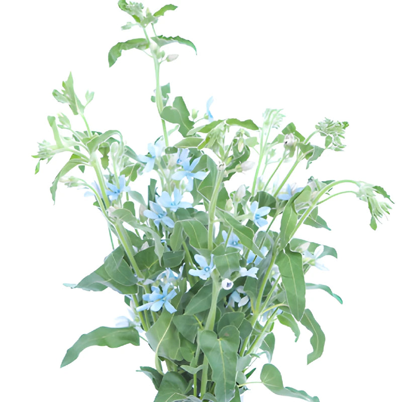 Tweedia Flower Light Blue